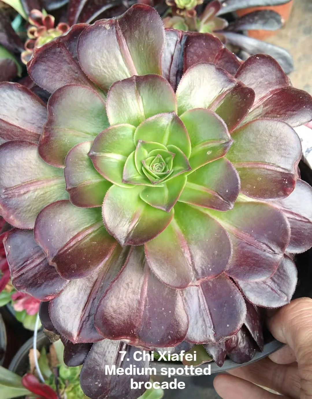 7.  Chixiafei medium soptted brocade with European purple  single head and cutting  / Aeonium  / Succulent plants / Garden landscape / Carefully select healthy plants
