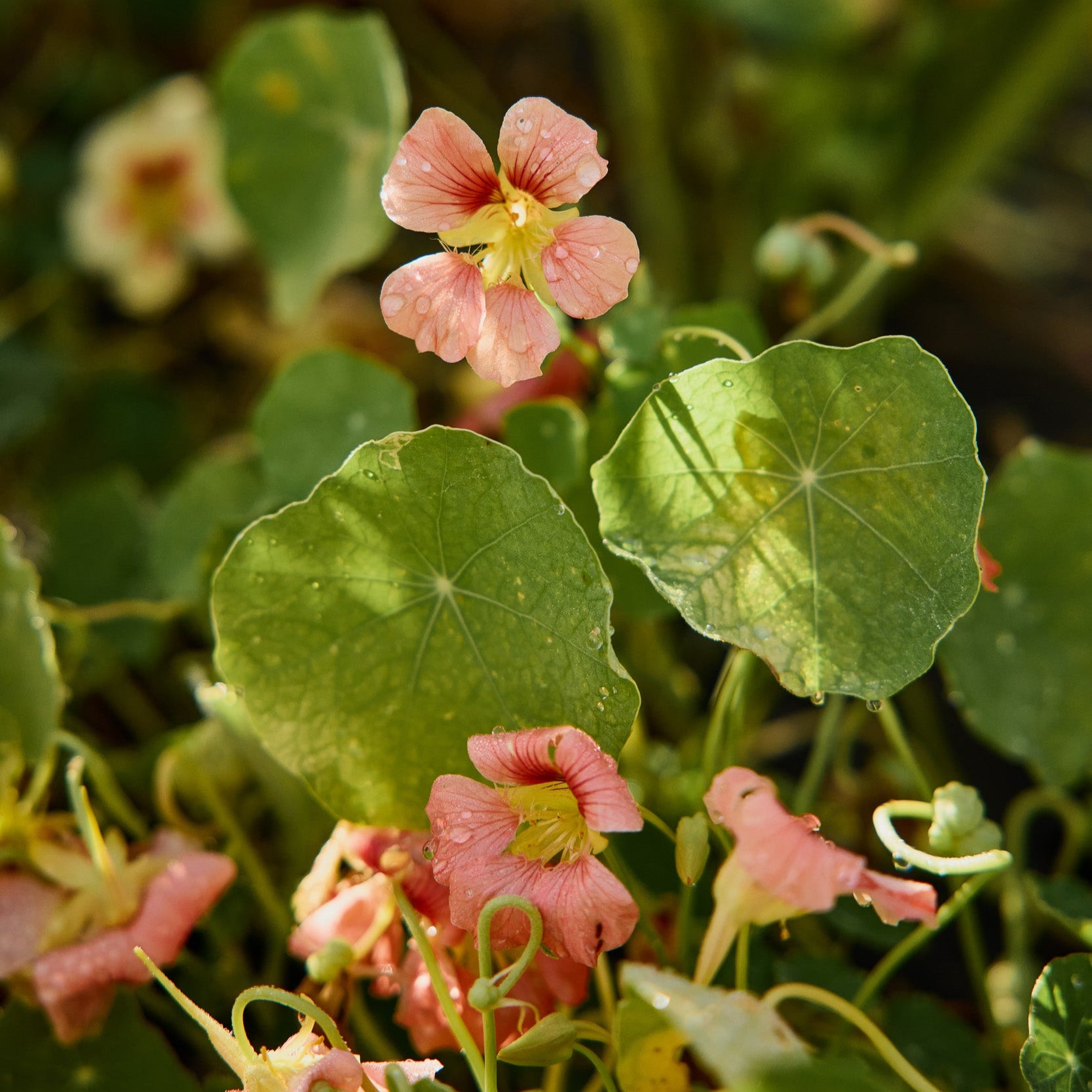 Nasturtium Tip Top Pink Blush Flower | X 15 Seeds