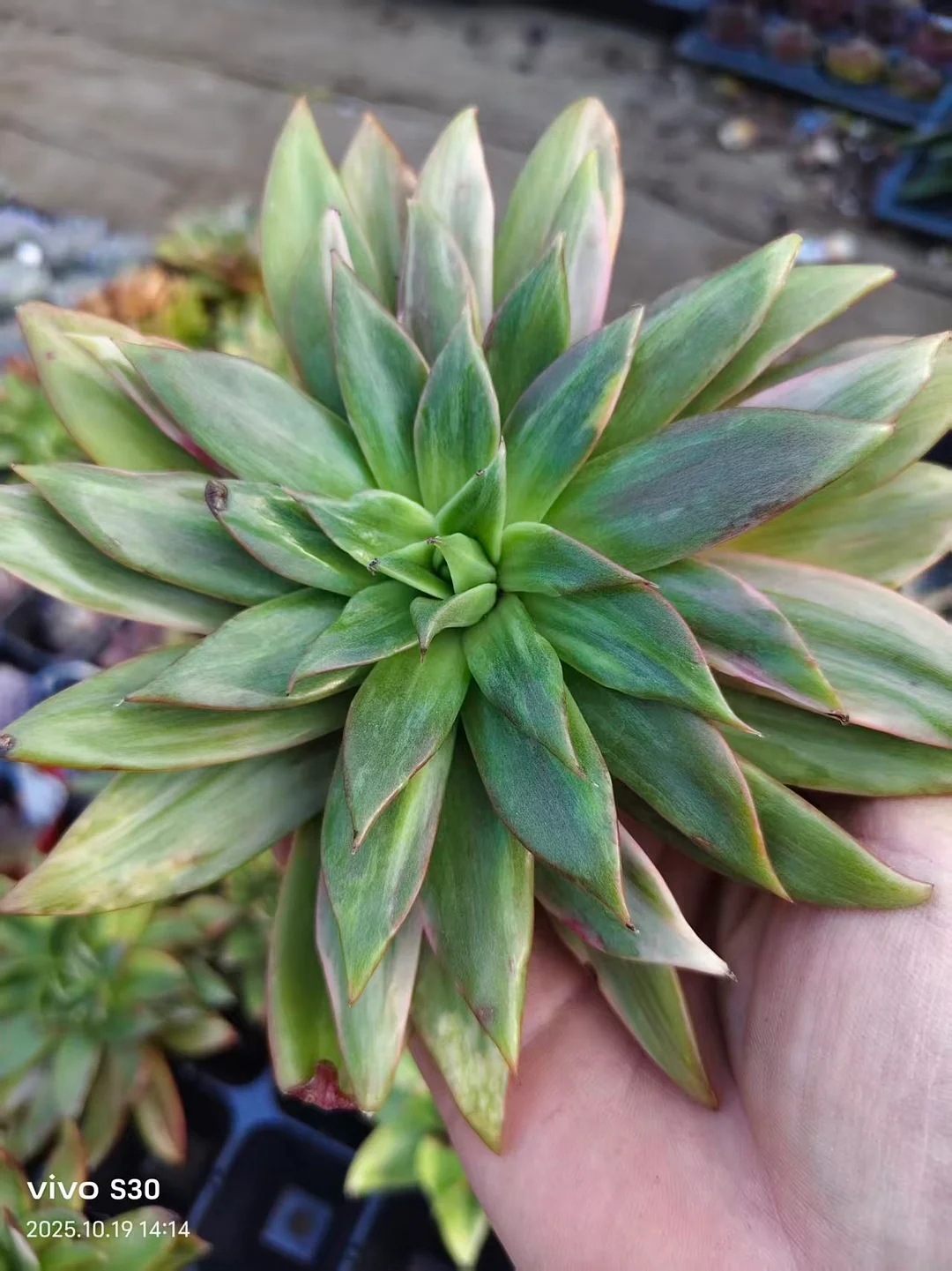 plant Aeonium Echeveria Haworthia  Caudex  Lithops Cactus  Agave 