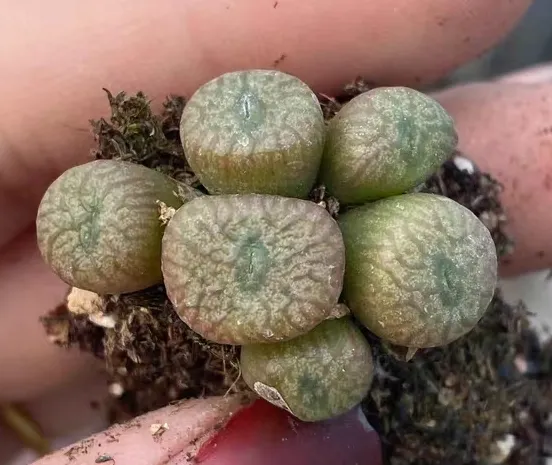plant Aeonium Echeveria Haworthia  Caudex  Lithops Cactus  Agave 