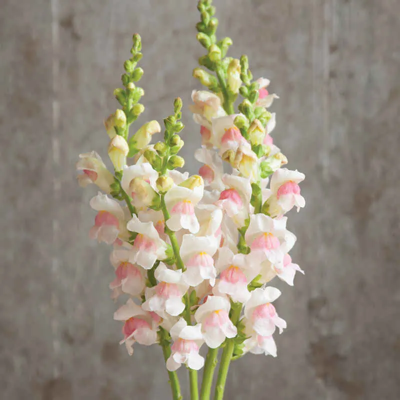 🌸APPLE BLOSSOM SNAPDRAGON Flower Seeds-Extremely romantic flowers💕