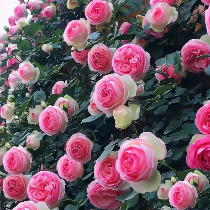 🌹【REPEATED FLOWERING】🌹CLIMBING ROSE SEEDS - HAPPINESS INCREASES