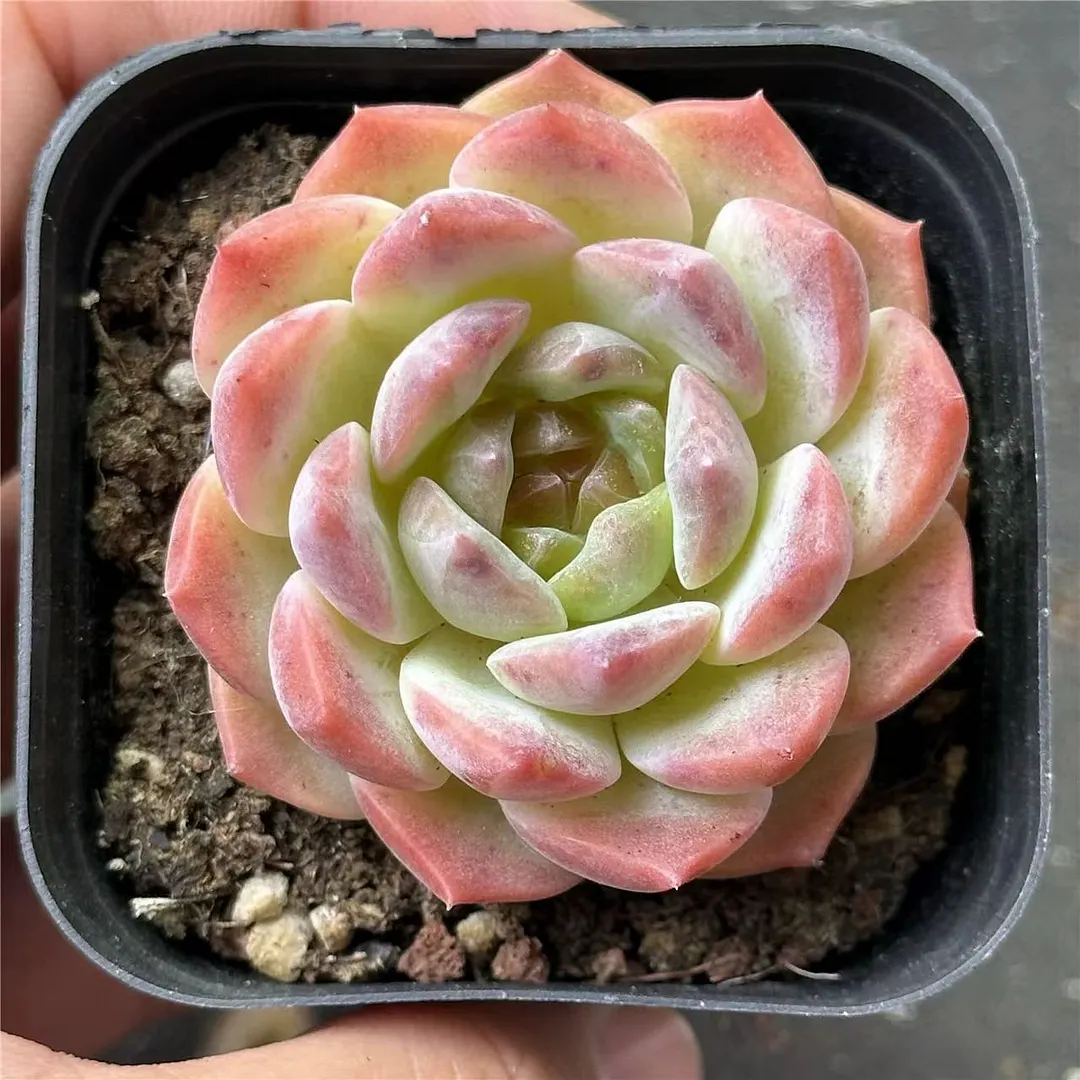 plant Aeonium Echeveria Haworthia  Caudex  Lithops Cactus  Agave 