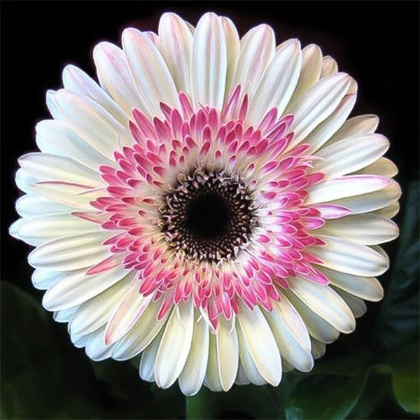 Pink White Gerbera Flower Seeds