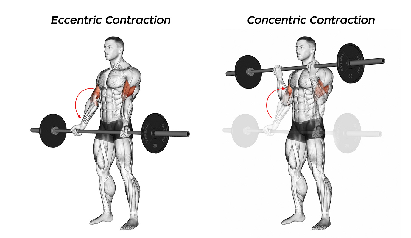 Eccentric exercise: Benefits, examples, and how to