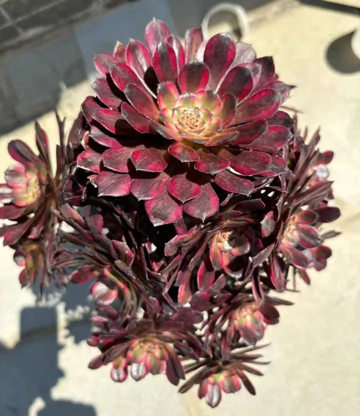 110.  Red King Kong   cluster 15-18cm 8 heads  / Aeonium / Succulent plants / Garden landscape / Carefully select healthy plants