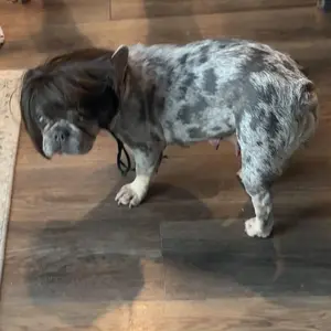 Customer pet wig dress-up style 7