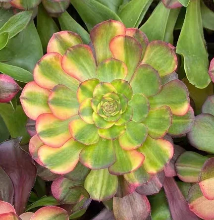 plant Aeonium Echeveria Haworthia  Caudex  Lithops Cactus  Agave 