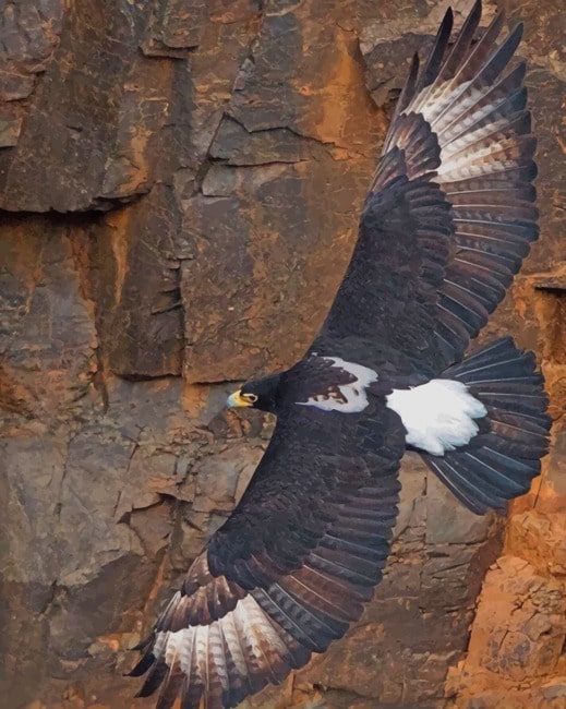 

Flying Eagle – Paint By Numbers - 40*50CM, 501 Original