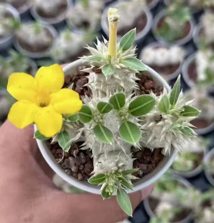 817.  Pachypodium brevicaule*densiflorum   2-2.5cm  / Caudex  / Succulent plants / Garden landscape / Carefully select healthy plants