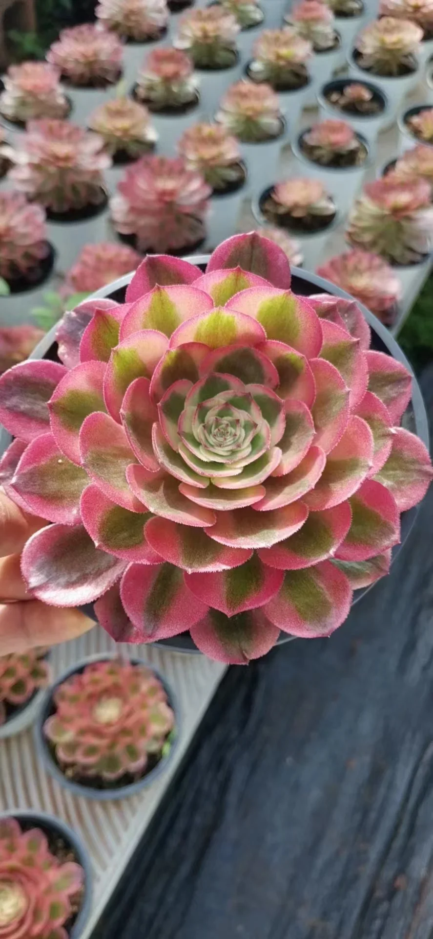 157.Halloween white  single head and cutting / Aeonium cutting/ Succulent plants / Garden landscape / Carefully select healthy plants