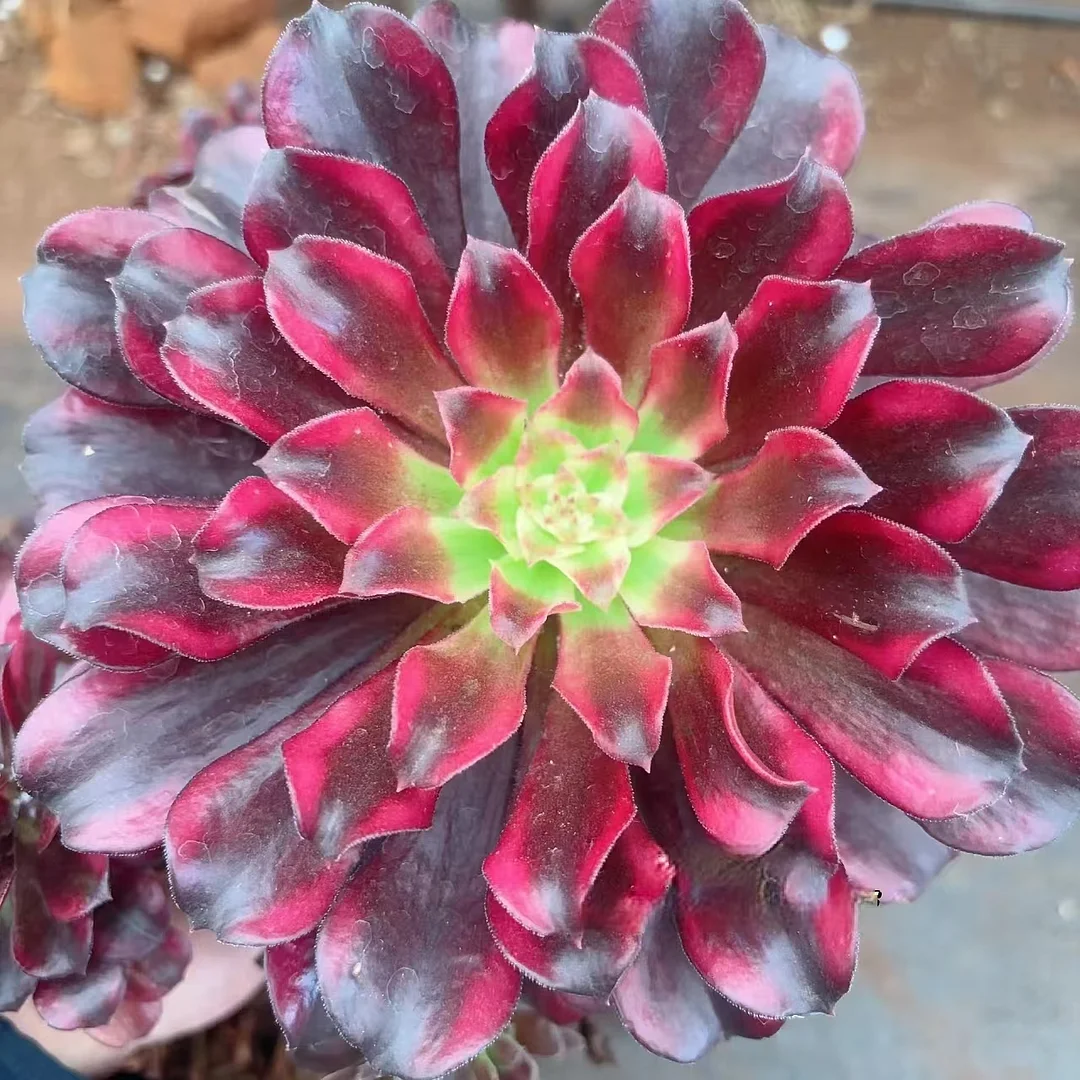 587. Fire Elf single head and cutting /Aeonium single head and cutting/Aeonium plants / Succulent plants / Garden landscape / Carefully select healthy plants