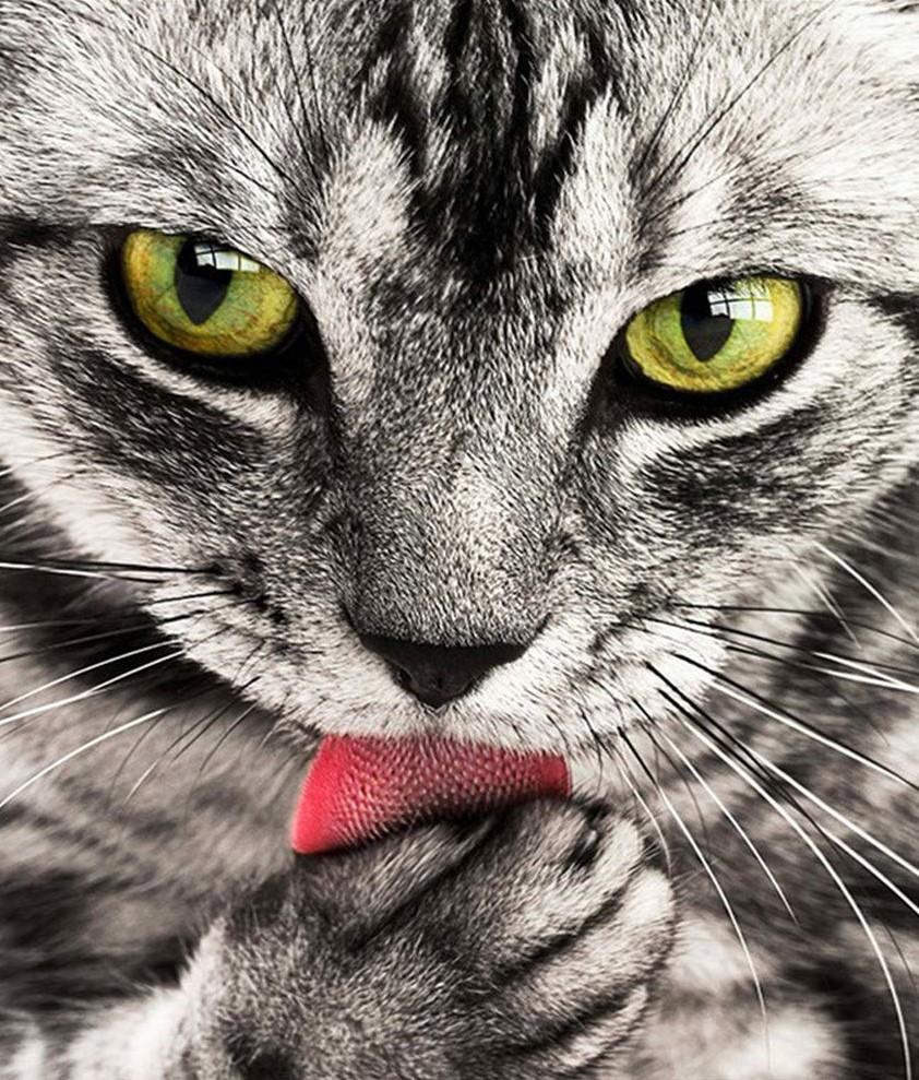 

Hungry Cat – Paint By Numbers - 40*50CM, 501 Original