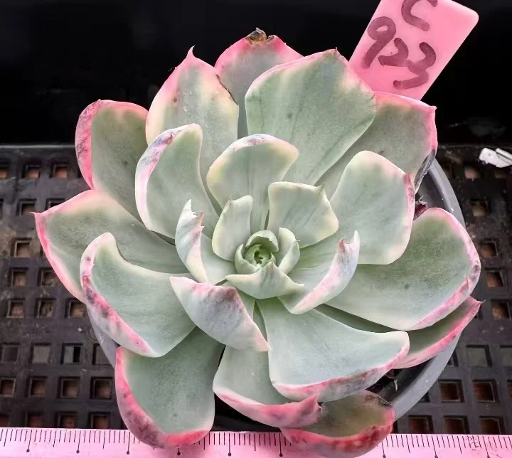 plant Aeonium Echeveria Haworthia  Caudex  Lithops Cactus  Agave 