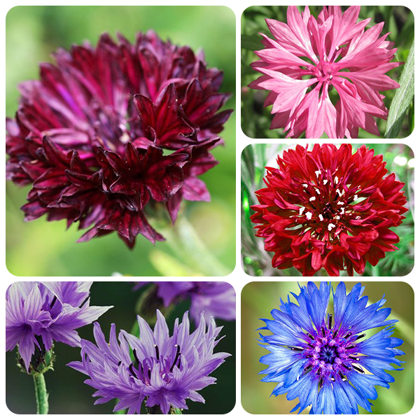 🌱Cornflower Bachelor Button Heirloom Non-GMO 50/100 Seeds Jonyparkseed®