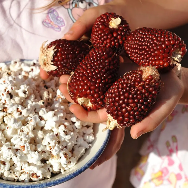 🍓&🌽Strawberry Corn seeds - 2023 popular seeds