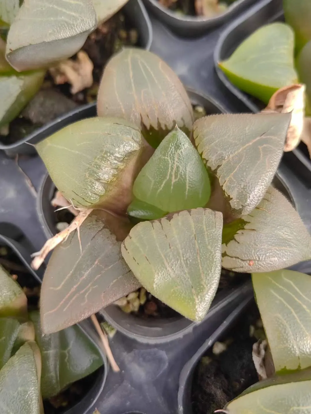plant Aeonium Echeveria Haworthia  Caudex  Lithops Cactus  Agave 