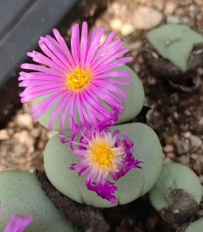 plant Aeonium Echeveria Haworthia  Caudex  Lithops Cactus  Agave 