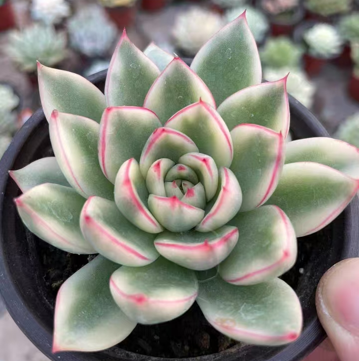 plant Aeonium Echeveria Haworthia  Caudex  Lithops Cactus  Agave 