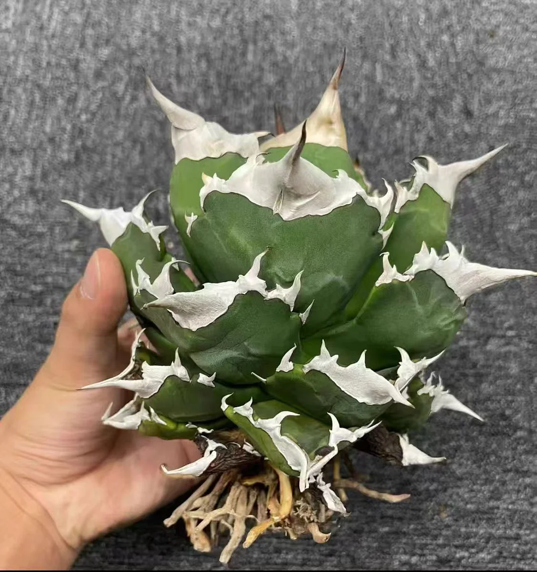 fk11.Agave Mount Fuji 8cm/Agave plants/ Succulent plants / Garden landscape / Carefully select healthy plants