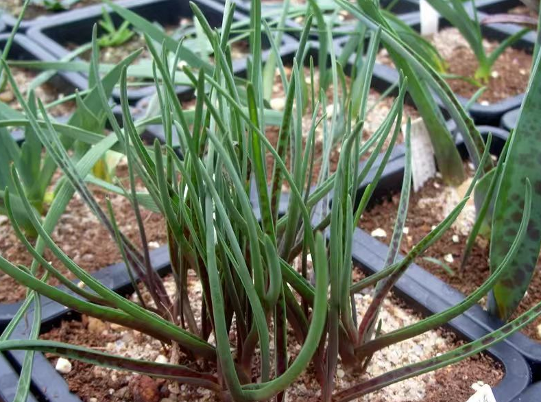 plant Aeonium Echeveria Haworthia  Caudex  Lithops Cactus  Agave 