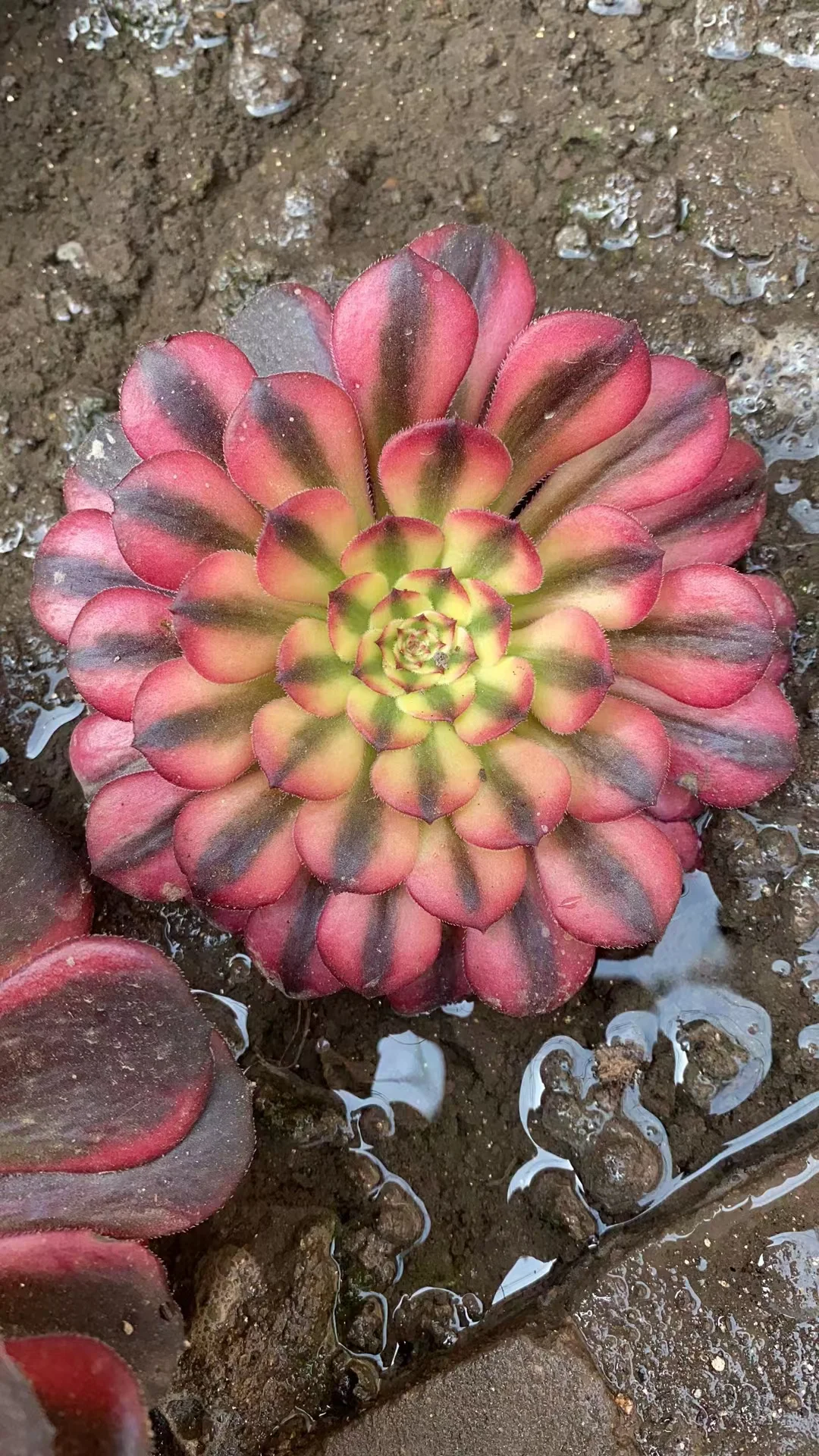 plant Aeonium Echeveria Haworthia  Caudex  Lithops Cactus  Agave 