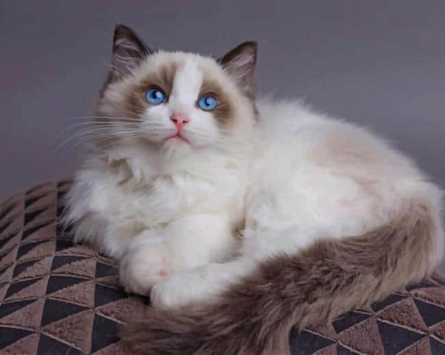 

Ragdoll Cat – Paint By Numbers - 40*50CM, 501 Original