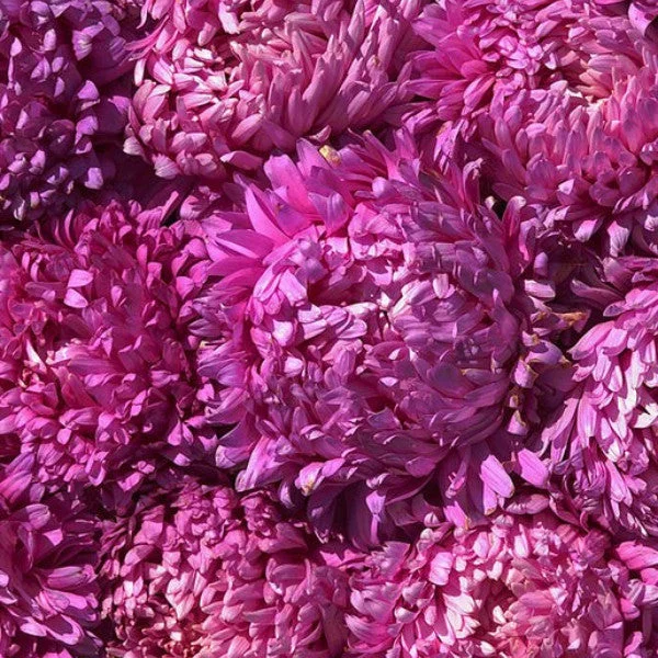 Purple Dragon Aster 50 Seeds