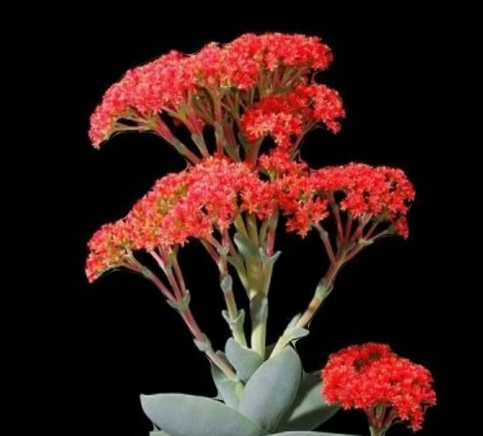 400.  Crassula perfoliata var. falcata (J.C.Wendl.) Toelken 'Variegata' 7-9cm / Echeveria / Succulent plants / Garden landscape / Carefully select healthy plants