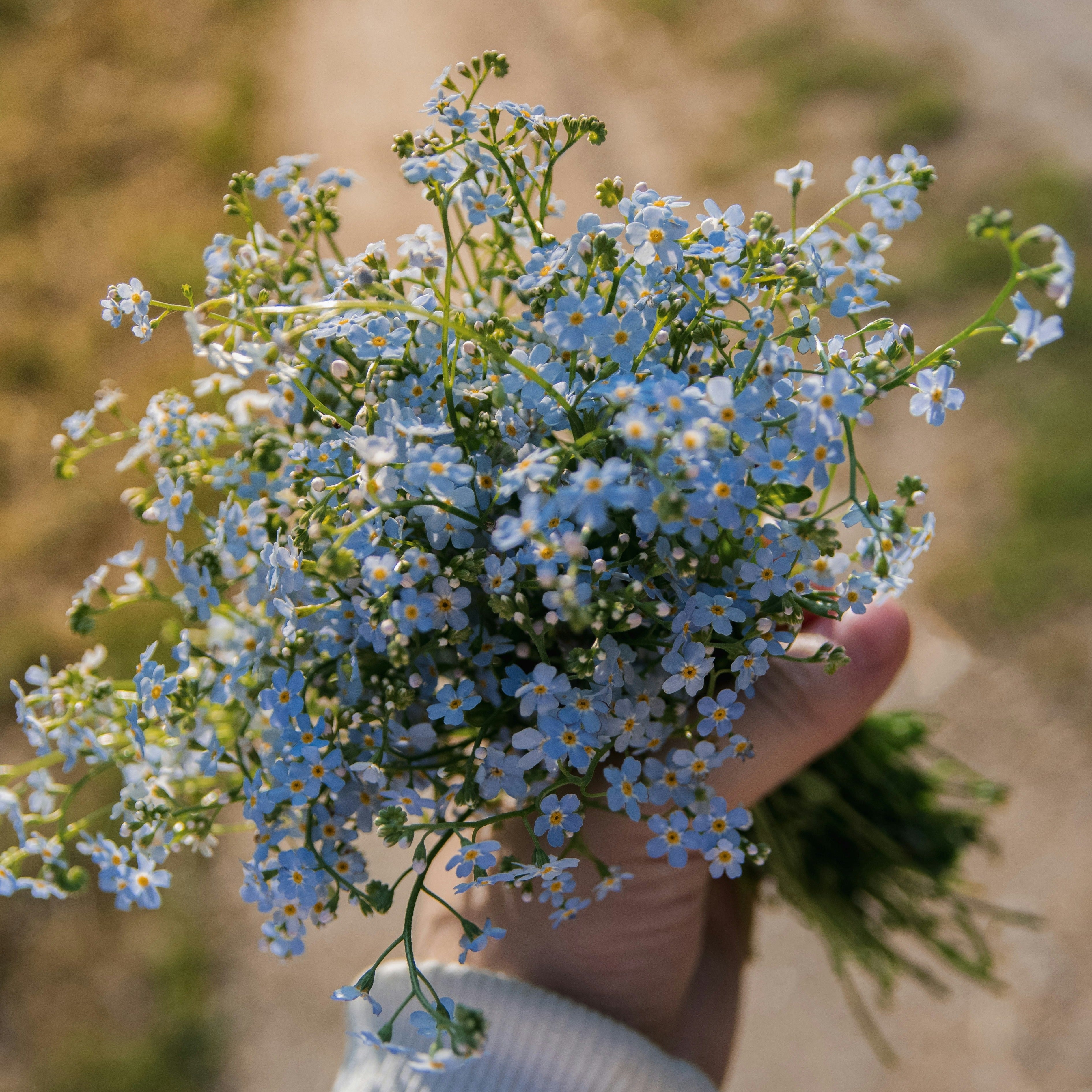 Myosotis Indigo Blue Forget Me Not Flower | X 100 Seeds