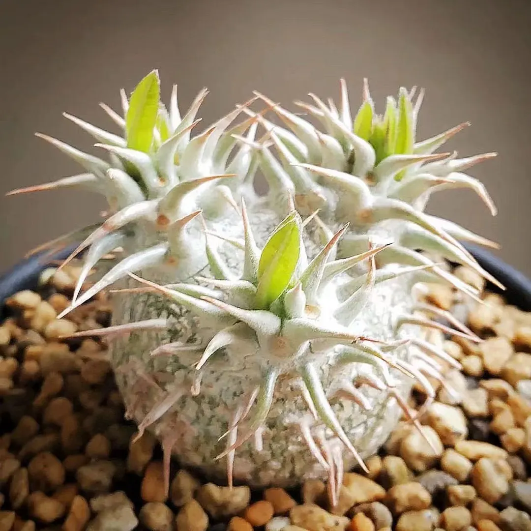 plant Aeonium Echeveria Haworthia  Caudex  Lithops Cactus  Agave 