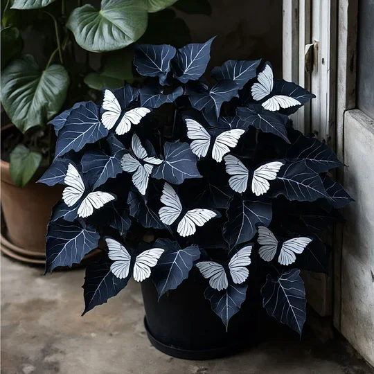 🦋Moonlight Butterfly Begonia