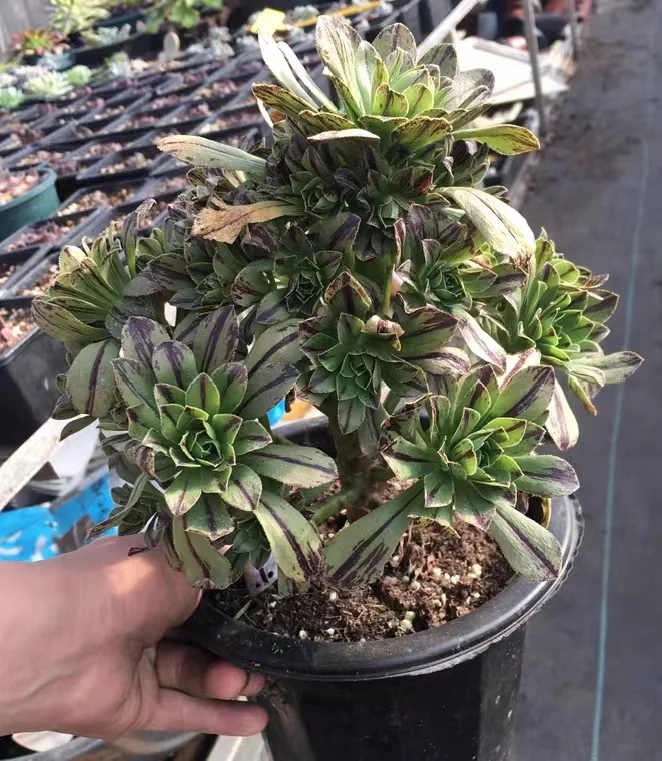 plant Aeonium Echeveria Haworthia  Caudex  Lithops Cactus  Agave 