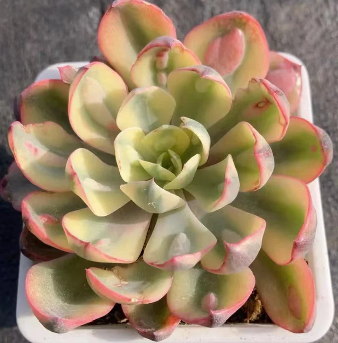 plant Aeonium Echeveria Haworthia  Caudex  Lithops Cactus  Agave 