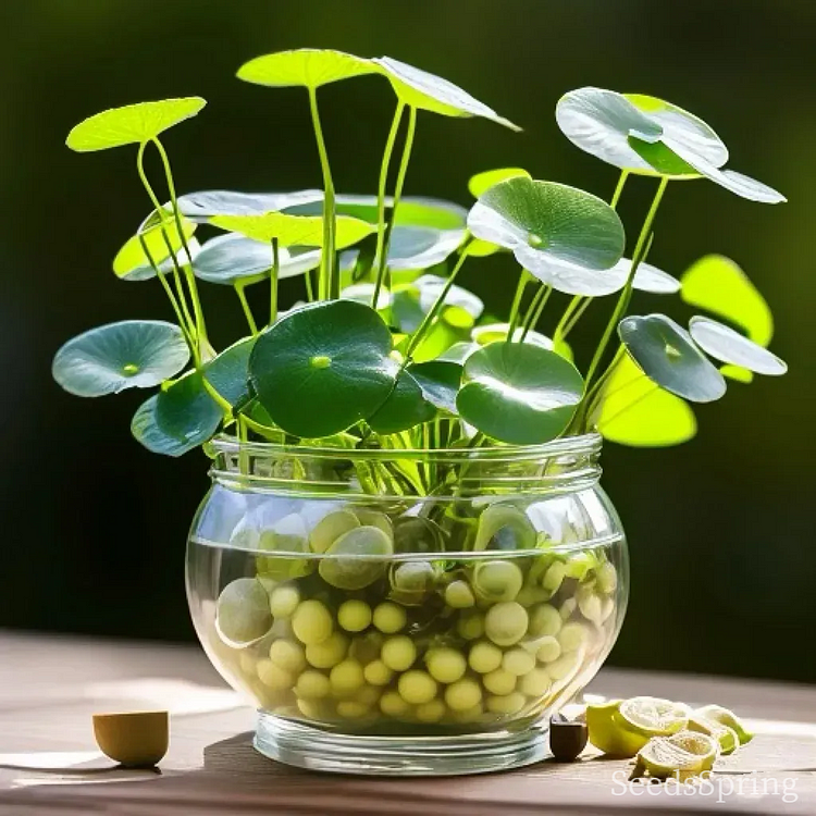 🌿Copper Coin Grass - Rolling In Wealth