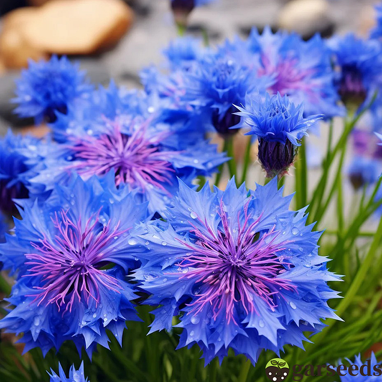 Cornflower Seeds💐Flower of Hope