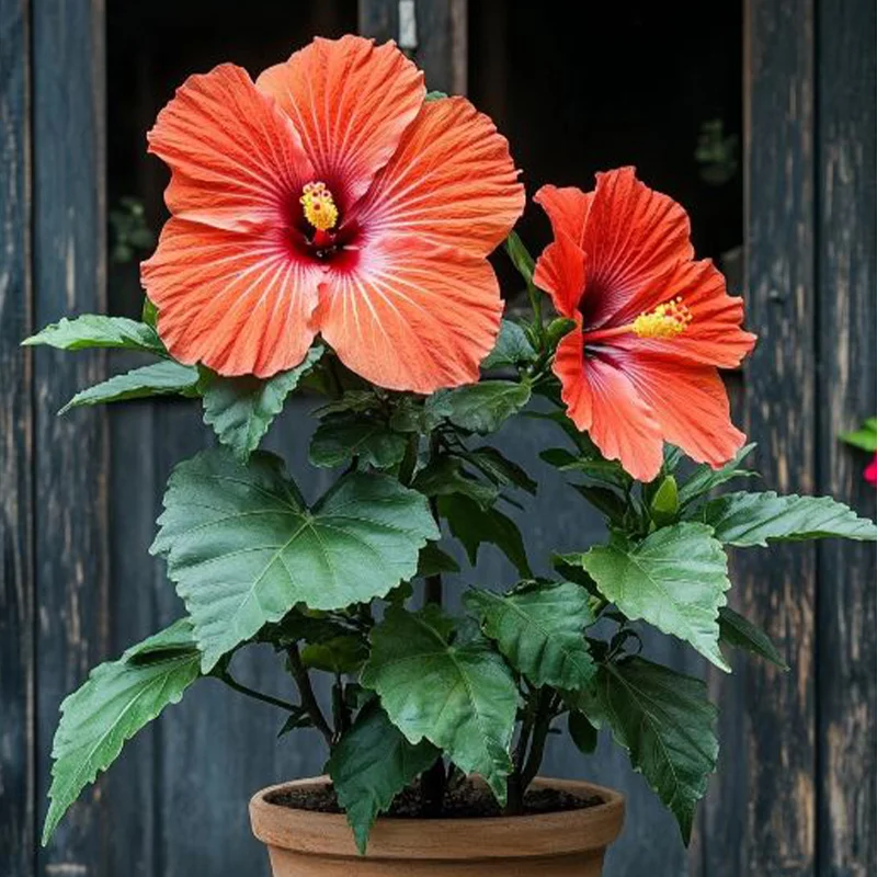 Hibiscus Bi-Color Plants - Sunset Flame