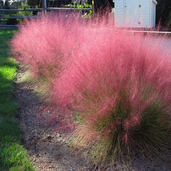 JONY PARK 100Pcs Muhlenbergia Capillaris 7.99