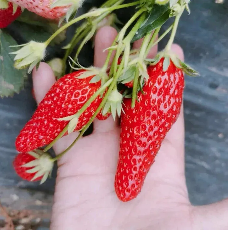 Super Sweet Chili-Shaped Strawberry Seeds🍓
