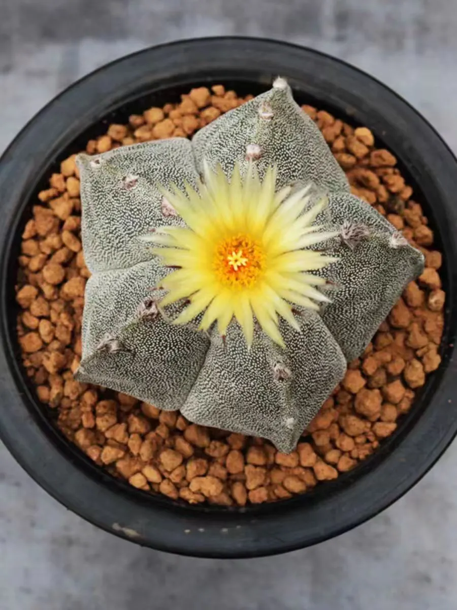 plant Aeonium Echeveria Haworthia  Caudex  Lithops Cactus  Agave 