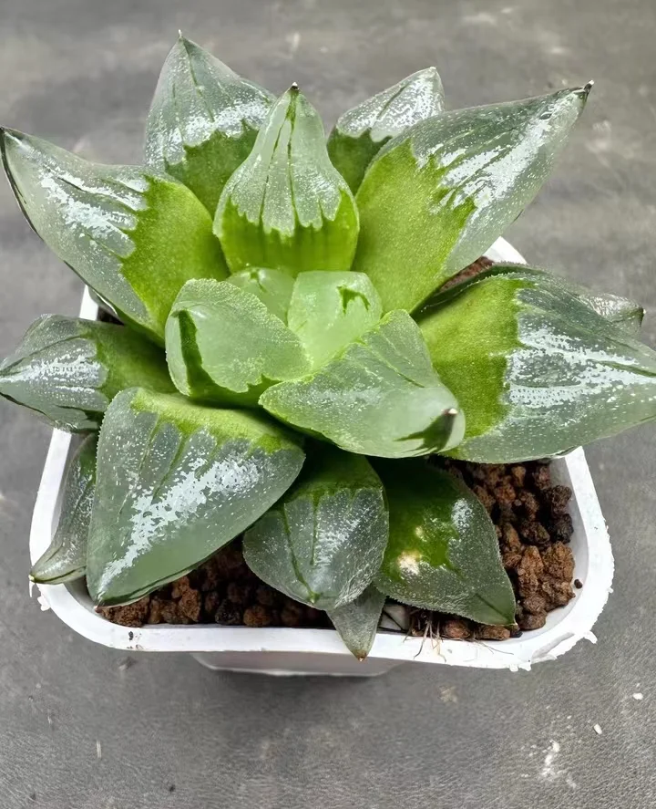 plant Aeonium Echeveria Haworthia  Caudex  Lithops Cactus  Agave 