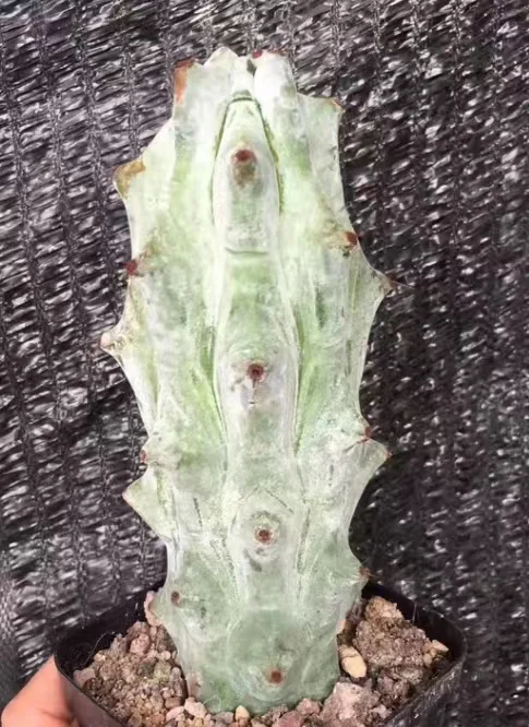 plant Aeonium Echeveria Haworthia  Caudex  Lithops Cactus  Agave 