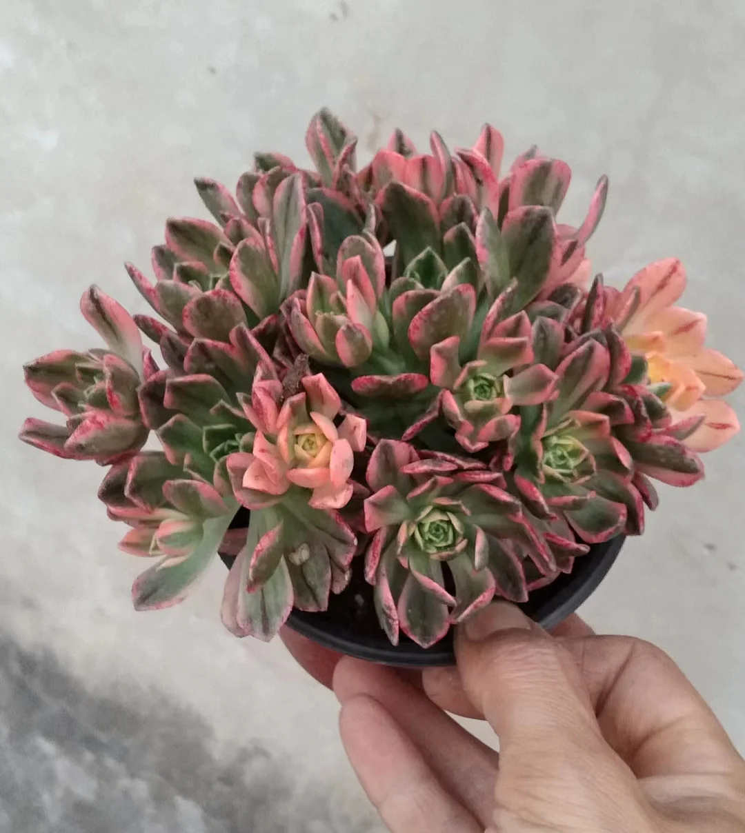 plant Aeonium Echeveria Haworthia  Caudex  Lithops Cactus  Agave 