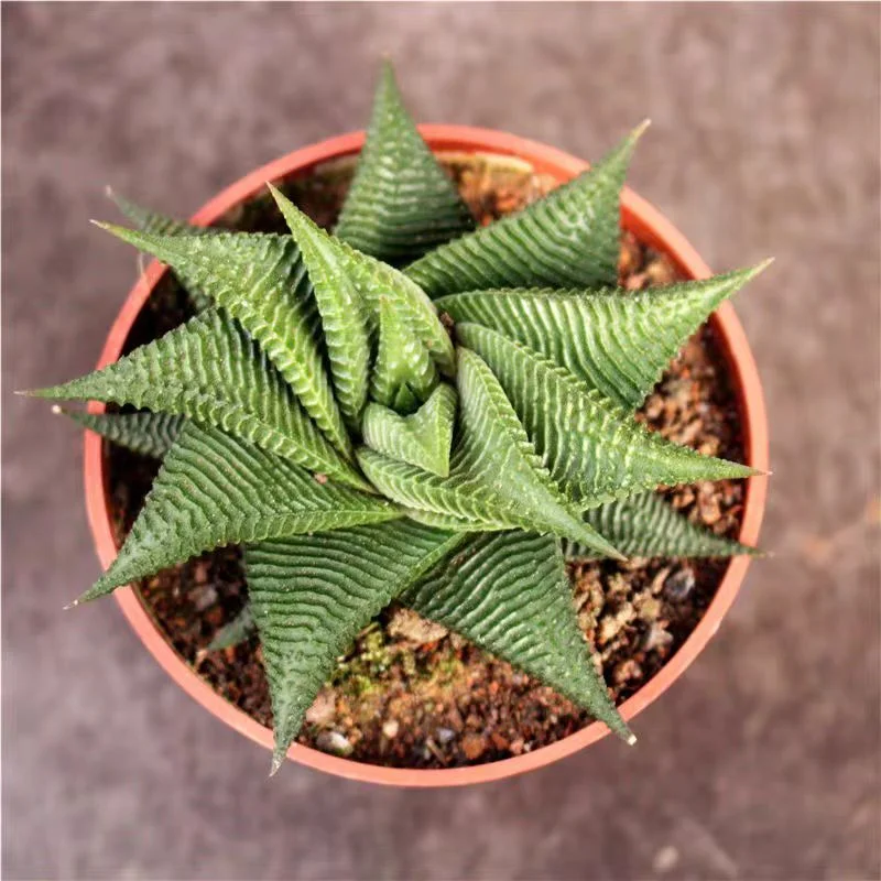 ky4.Haworthi opsis limifolia (Marloth) G.D.Rowley 8-9cm/ Haworthia  / Succulent plants / Garden landscape / Carefully select healthy plants