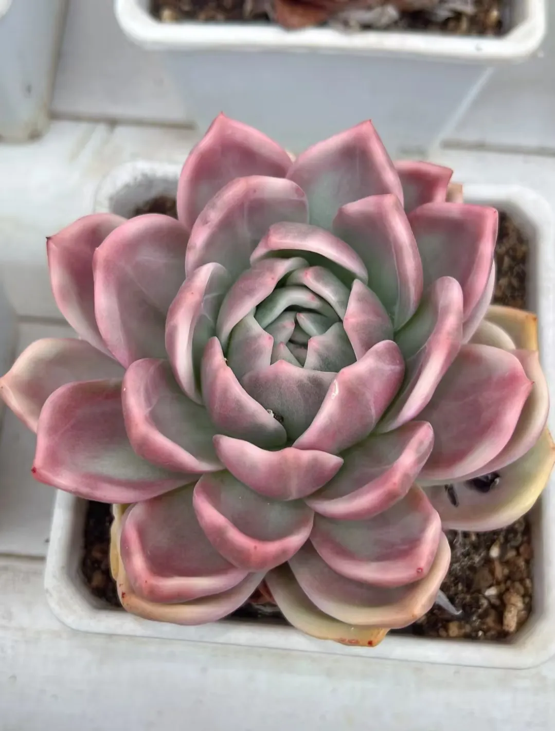 plant Aeonium Echeveria Haworthia  Caudex  Lithops Cactus  Agave 