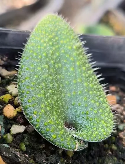 plant Aeonium Echeveria Haworthia  Caudex  Lithops Cactus  Agave 