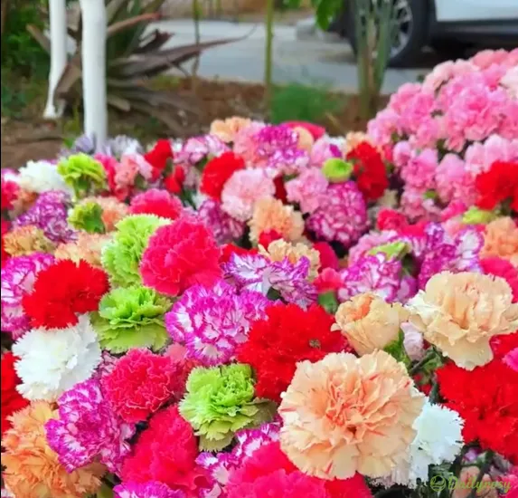 Double-Flowered Mixed Carnation Seeds