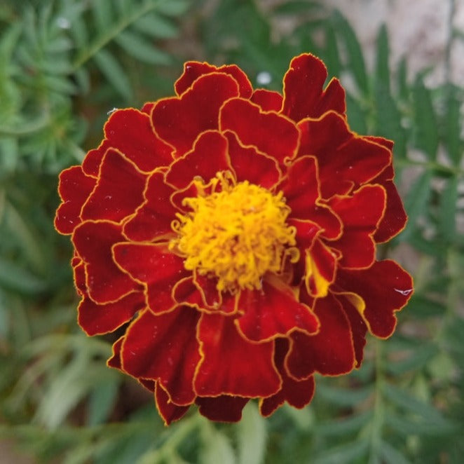 Marigold Dwarf Double Red Cherry Flower | X 100 Seeds