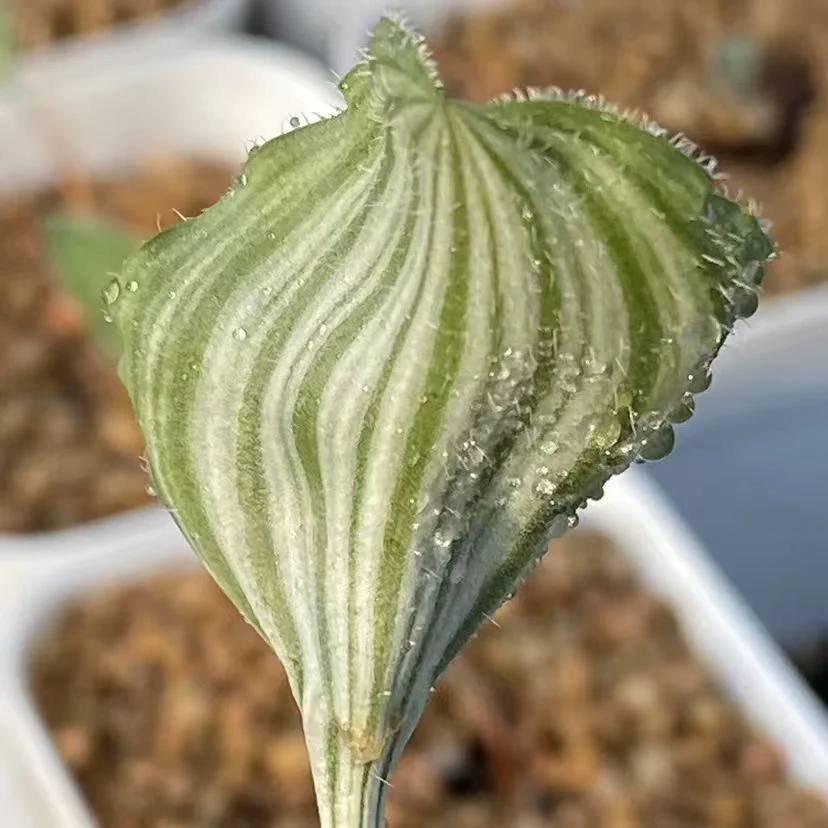 1086. Eriospermum undulatum 2-2.5cm / Caudex /  Succulent plants / Garden landscape / Carefully select healthy plants
