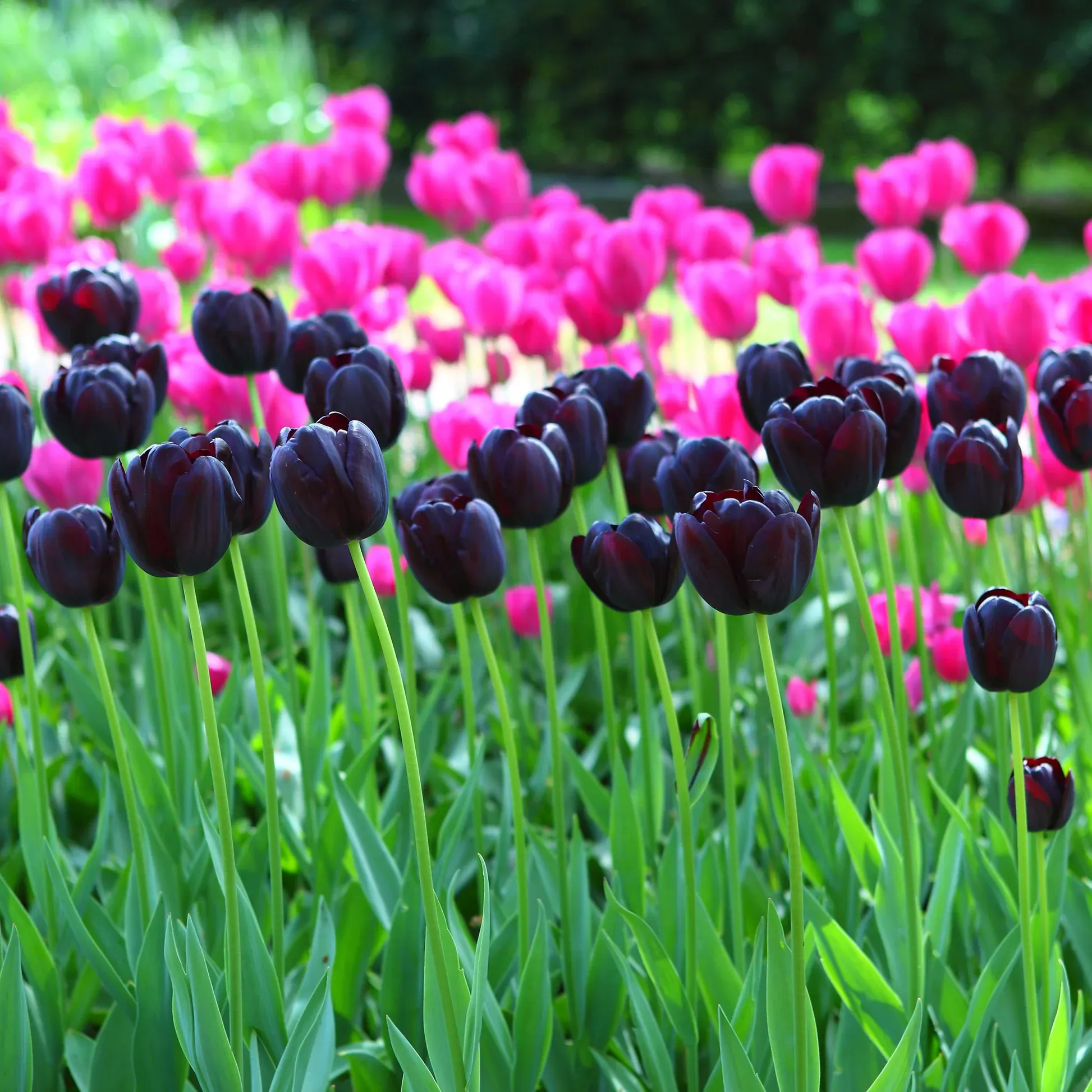 Queen of the Night Tulip Seeds